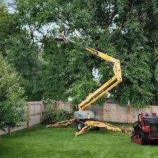 Professional  Tree Services in Wayland, IA