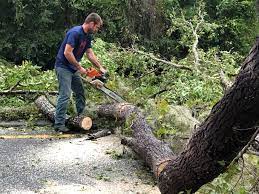 Best Root Management and Removal  in Wayland, IA