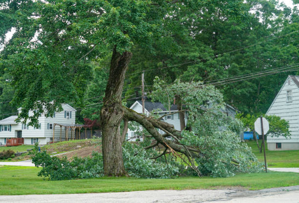 Best Hazardous Tree Removal  in Wayland, IA