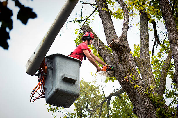 Best Arborist Consultation Services  in Wayland, IA