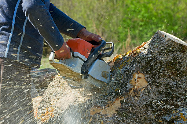 Best Stump Grinding and Removal  in Wayland, IA